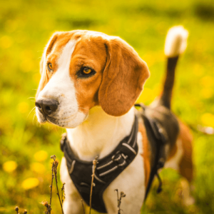 Hundegeschirr